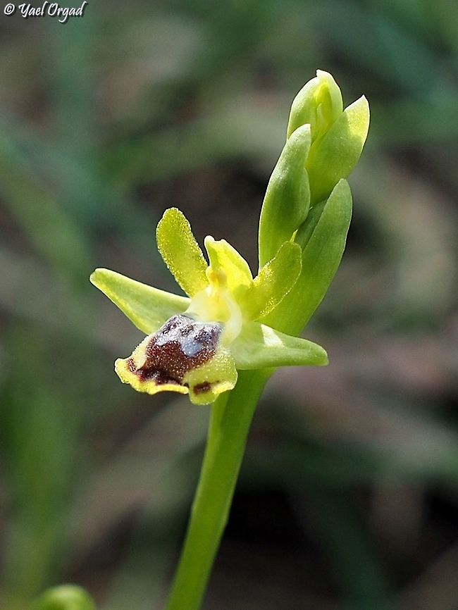 Ophrys lutea  Geotagged,Israel,Ophrys lutea,Winter,Yellow Bee-orchid