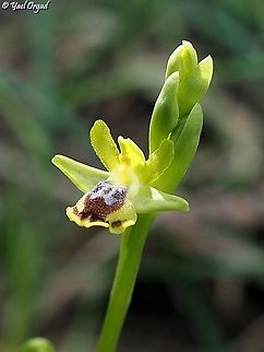 Ophrys lutea  Geotagged,Israel,Ophrys lutea,Winter,Yellow Bee-orchid