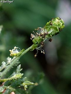 Sarcopoterium spinosum - female flowers  Geotagged,Israel,Sarcopoterium spinosum,Spiny Burnet,Winter