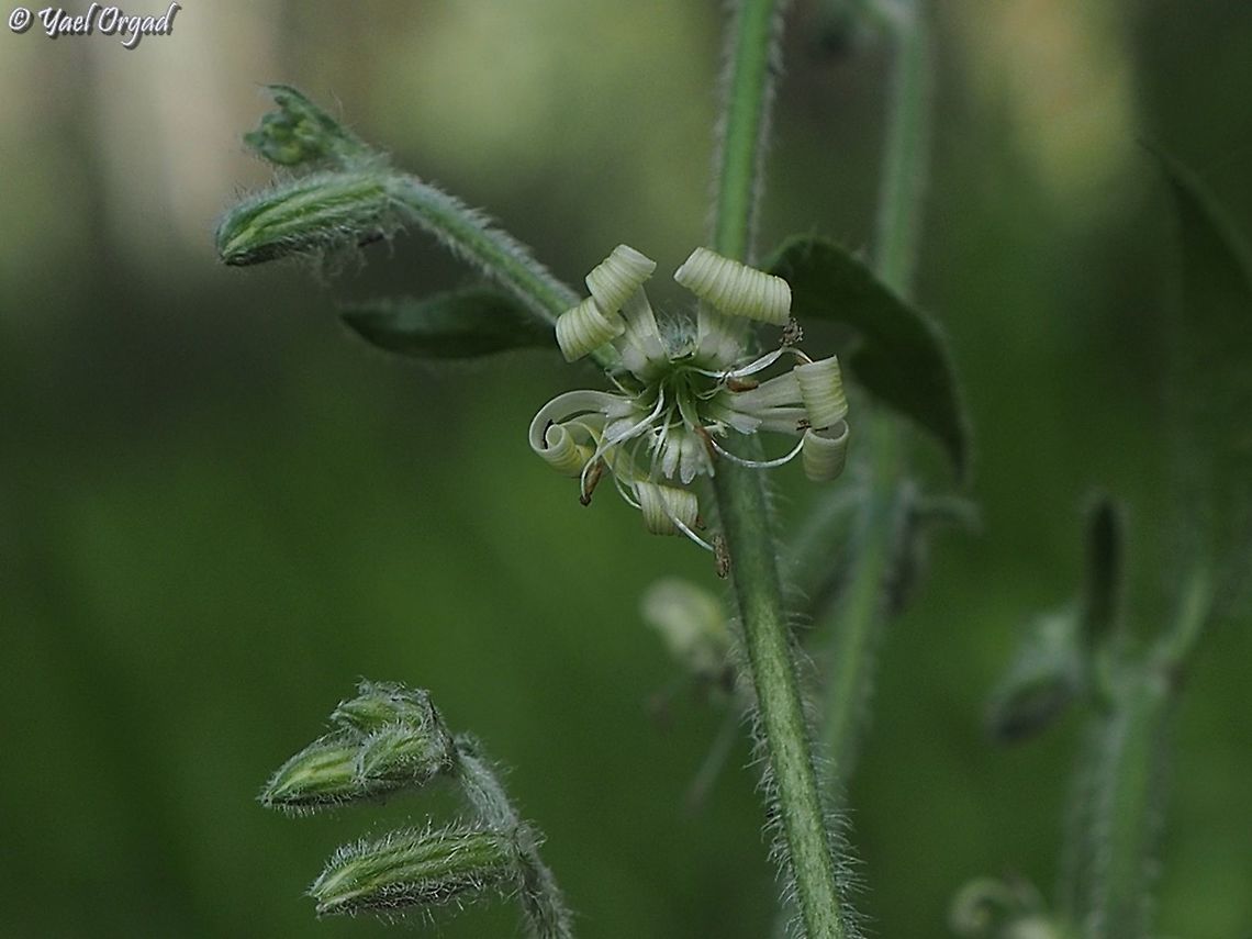 Silene dichotoma  Forked catchfly,Geotagged,Israel,Silene dichotoma,Winter