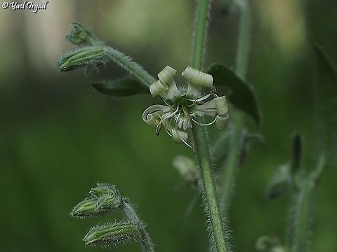 Silene dichotoma  Forked catchfly,Geotagged,Israel,Silene dichotoma,Winter