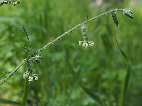 Silene dichotoma  Forked catchfly,Geotagged,Israel,Silene dichotoma,Winter