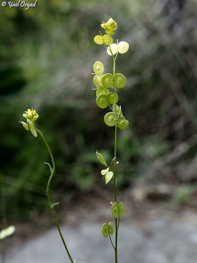 Biscutella didyma  Biscutella didyma,Geotagged,Israel,Mediterranean Buckler-Mustard,Winter