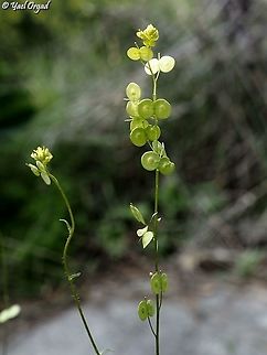 Biscutella didyma  Biscutella didyma,Geotagged,Israel,Mediterranean Buckler-Mustard,Winter