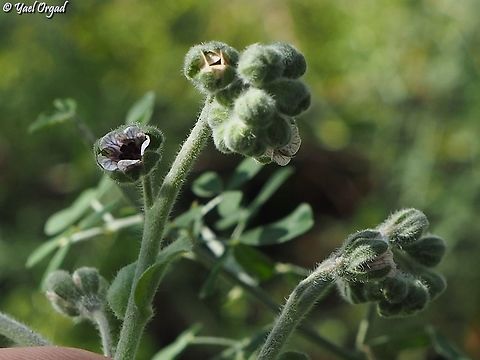 Cynoglossum creticum  Blue hound's tongue,Cynoglossum creticum,Geotagged,Israel,Winter
