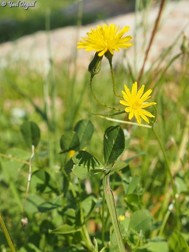 Crepis sancta  Crepis sancta,Geotagged,Israel,Winter
