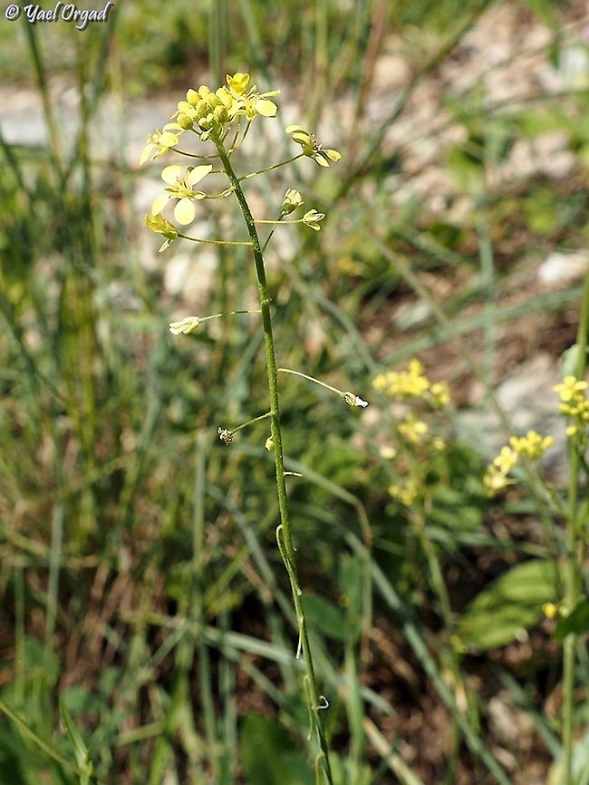 Isatis lusitanica  Geotagged,Isatis lusitanica,Israel,Winter