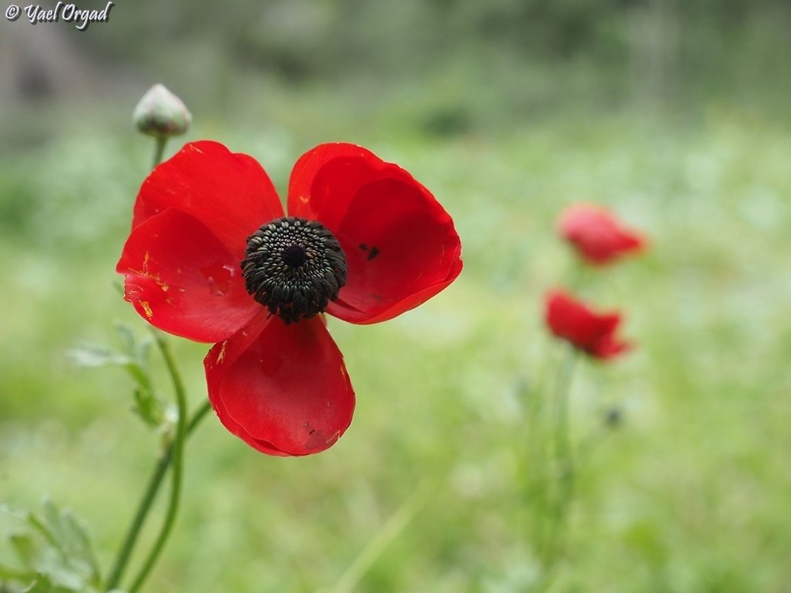 Ranunculus asiaticus  Geotagged,Israel,Persian buttercup,Ranunculus asiaticus,Winter