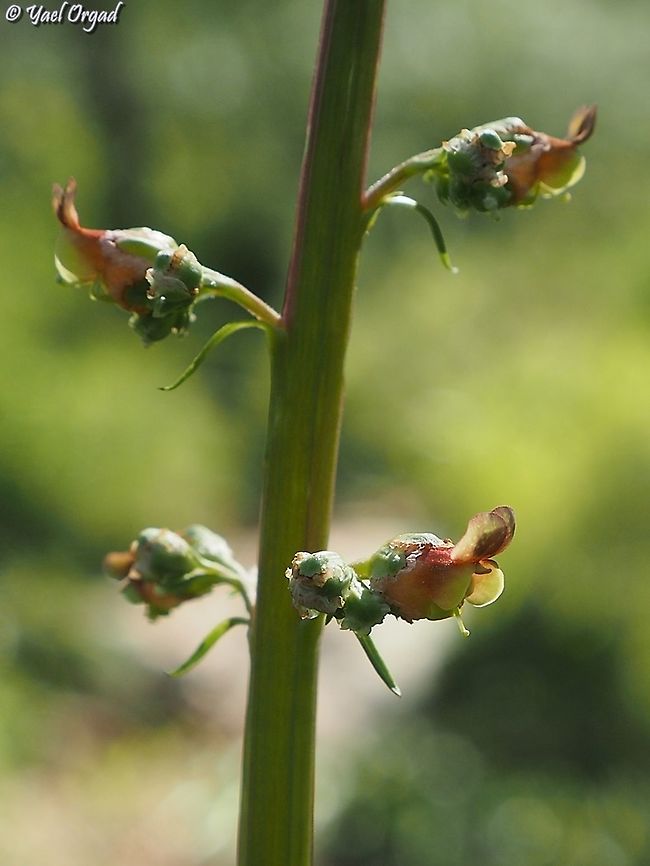 Scrophularia rubricaulis  Geotagged,Israel,Scrophularia rubricaulis,Winter