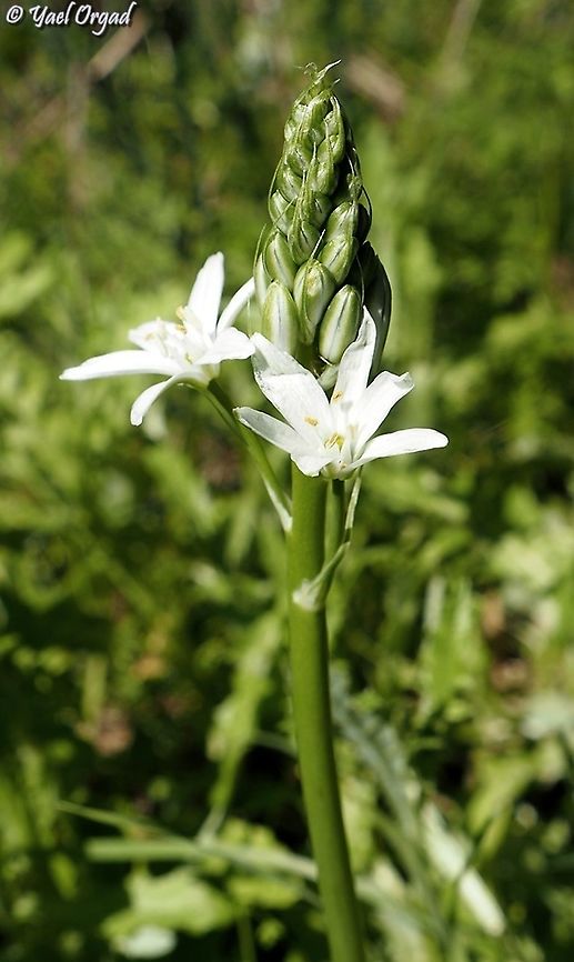 Ornithogalum narbonense  Geotagged,Israel,Narbonne Star-of-Bethlehem,Ornithogalum narbonense,Winter