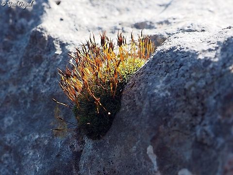 Tortula muralis  Geotagged,Israel,Tortula muralis,Wall screw-moss,Winter