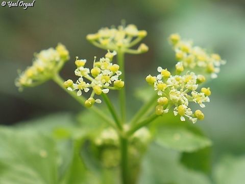 Smyrnium olusatrum  Alexanders,Geotagged,Israel,Smyrnium olusatrum,Winter