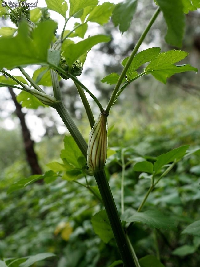 the leaf blade of Smyrnium olusatrum  Alexanders,Geotagged,Israel,Smyrnium olusatrum,Winter