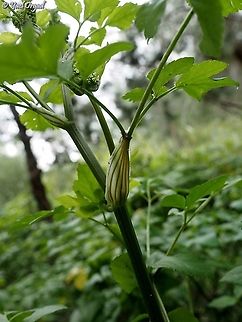 the leaf blade of Smyrnium olusatrum  Alexanders,Geotagged,Israel,Smyrnium olusatrum,Winter