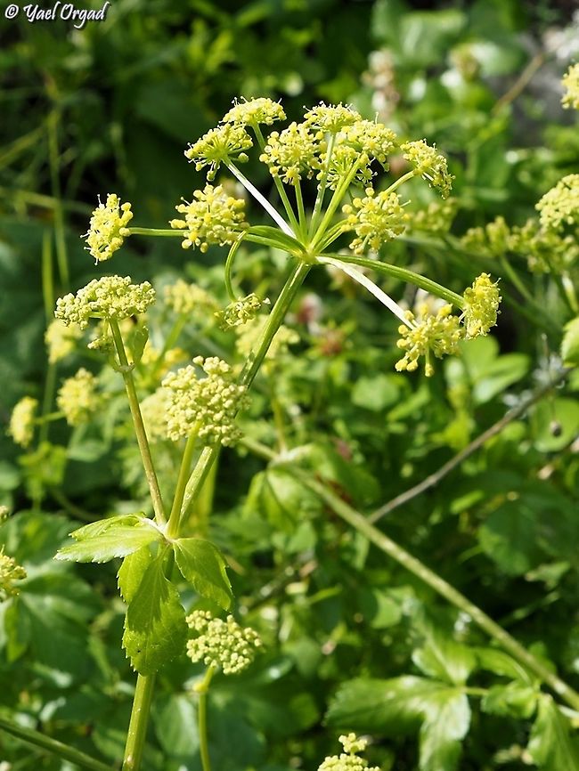 Smyrnium olusatrum  Alexanders,Geotagged,Israel,Smyrnium olusatrum,Winter