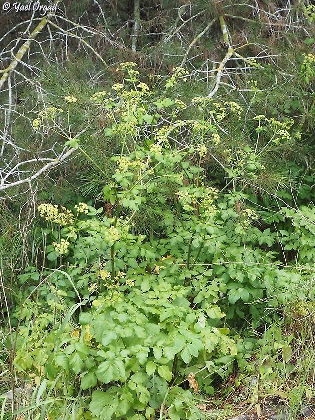 Smyrnium olusatrum  Alexanders,Geotagged,Israel,Smyrnium olusatrum,Winter