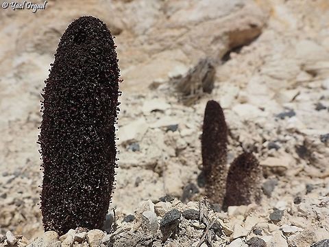 Cynomorium coccineum very odd plant - parasitic with no green parts, it takes its nutrients from roots of other plants.  Cynomorium,Cynomorium coccineum,Geotagged,Winter