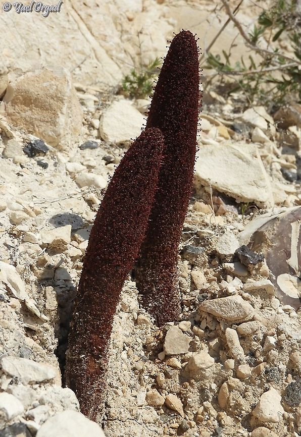 Cynomorium coccineum  Cynomorium,Cynomorium coccineum,Geotagged,Winter
