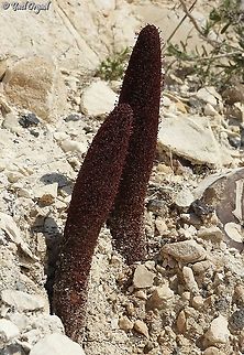 Cynomorium coccineum  Cynomorium,Cynomorium coccineum,Geotagged,Winter