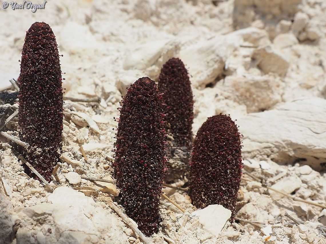 Cynomorium coccineum  Cynomorium,Cynomorium coccineum,Geotagged,Winter