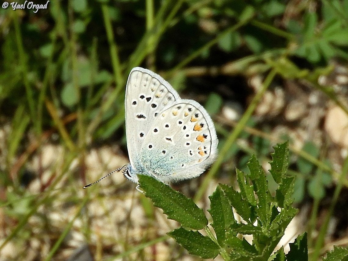 Polyommatus icarus  Common blue,Geotagged,Polyommatus icarus,Winter