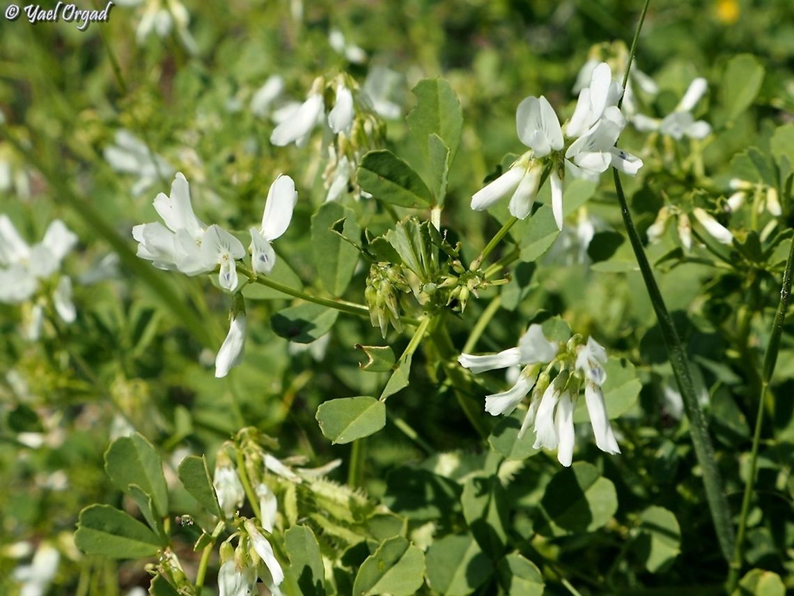 Trigonella arabica - Arabian Fenugreek  Trigonella arabica
