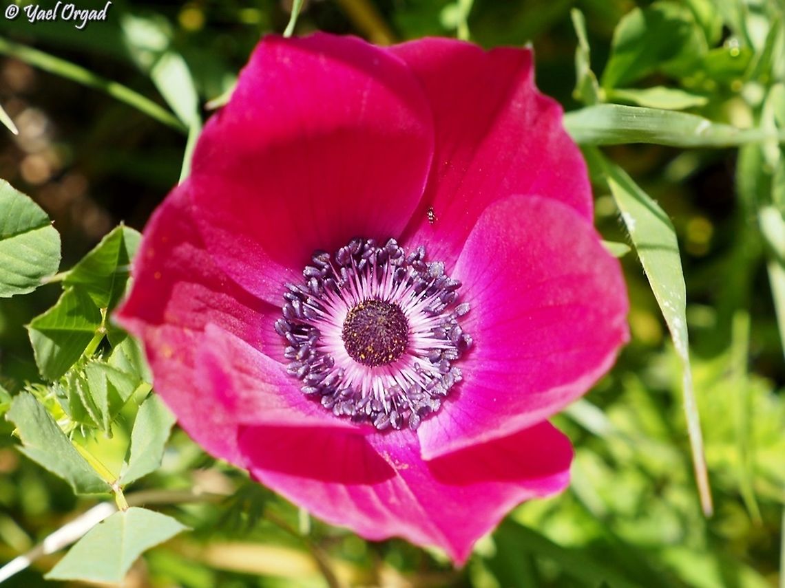 love those colors  Anemone coronaria,Geotagged,Poppy anemone,Winter