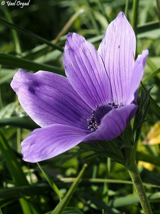 Anemone coronaria perfect purple Anemone coronaria,Geotagged,Poppy anemone,Winter