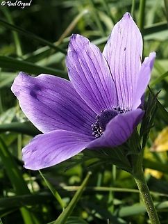 Anemone coronaria perfect purple Anemone coronaria,Geotagged,Poppy anemone,Winter