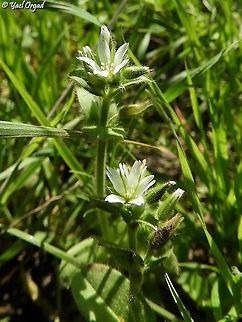 Cerastium glomeratum  Cerastium glomeratum,Sticky mouse-ear chickweed