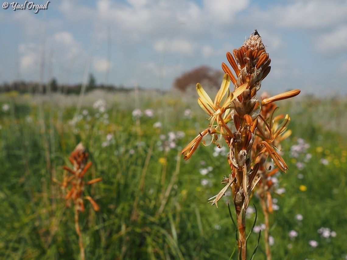 Asphodeline lutea  Asphodeline lutea,Geotagged,King's Spear,Winter