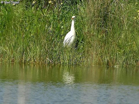 Cattle Egret  Bubulcus ibis,Cattle egret