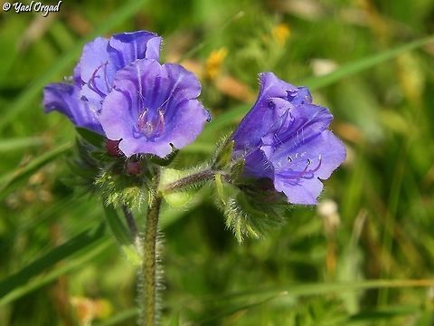 Echium plantagineum  Echium plantagineum,Purple Viper's Bugloss