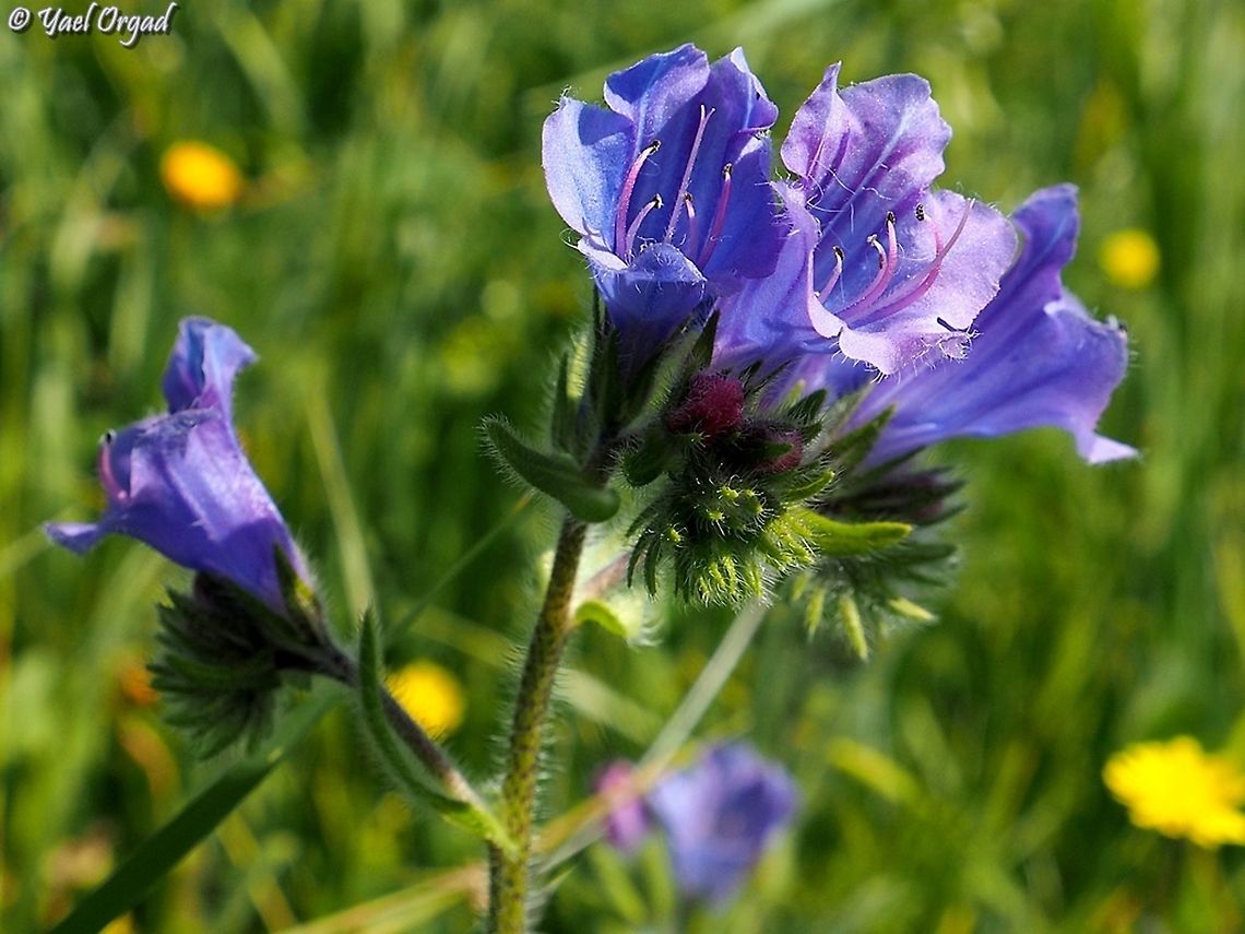 Echium plantagineum  Echium plantagineum,Geotagged,Purple Viper's Bugloss,Winter