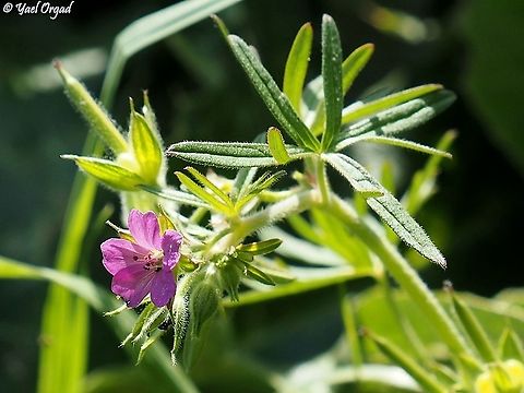 Geranium dissectum  Cut-leaved Crane's-bill,Geranium dissectum