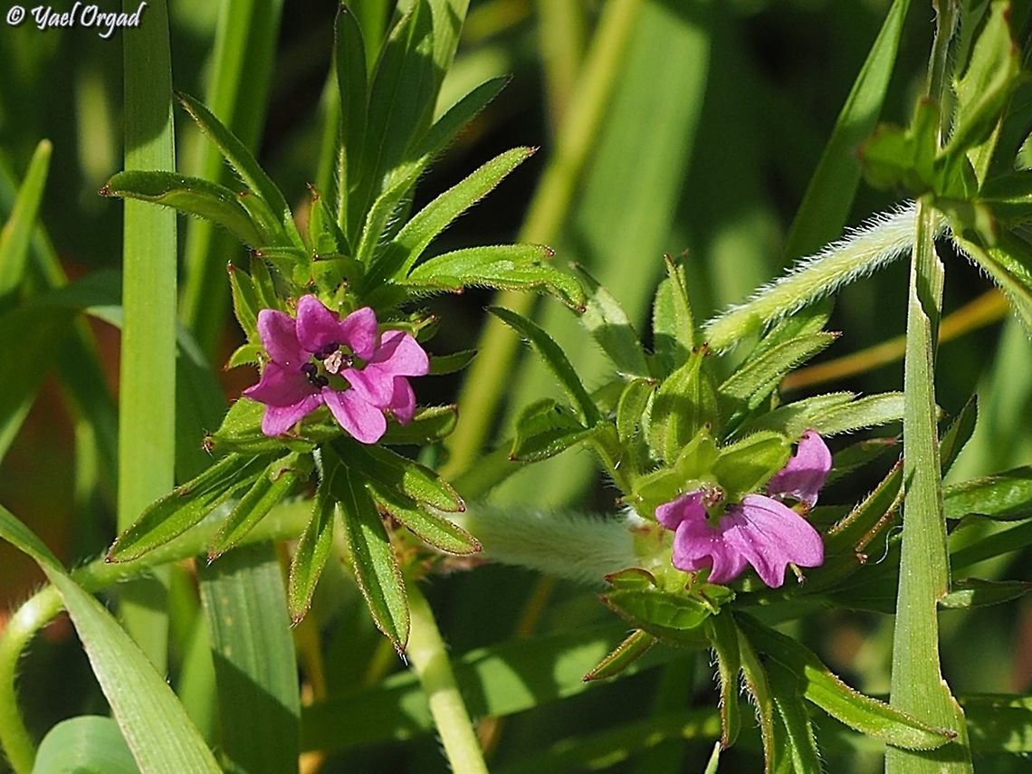 Geranium dissectum  Cut-leaved Crane's-bill,Geotagged,Geranium dissectum,Winter