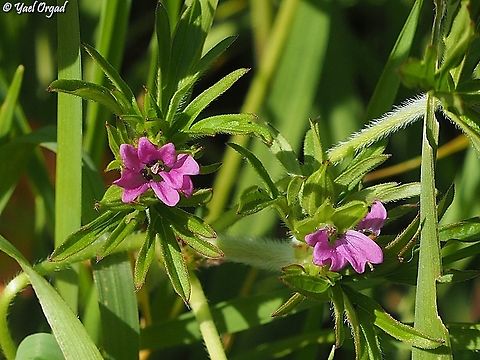 Geranium dissectum  Cut-leaved Crane's-bill,Geotagged,Geranium dissectum,Winter