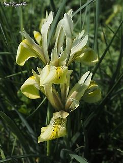 Iris grant-duffii  Iris grant-duffii