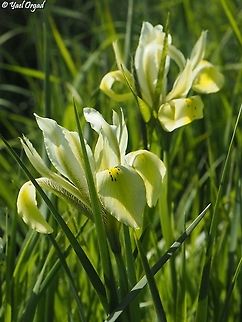 Iris grant-duffii  Geotagged,Iris grant-duffii,Winter