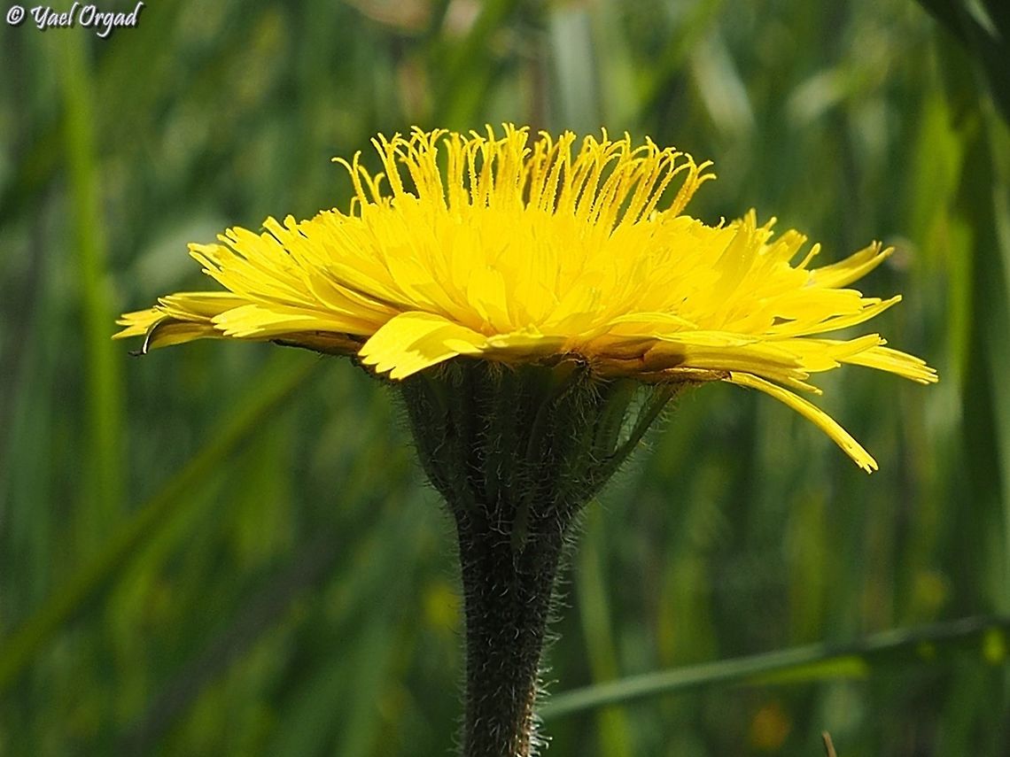 Leontodon tuberosus a very common yellow composite...  Leontodon tuberosus,Tuberous Hawkbit