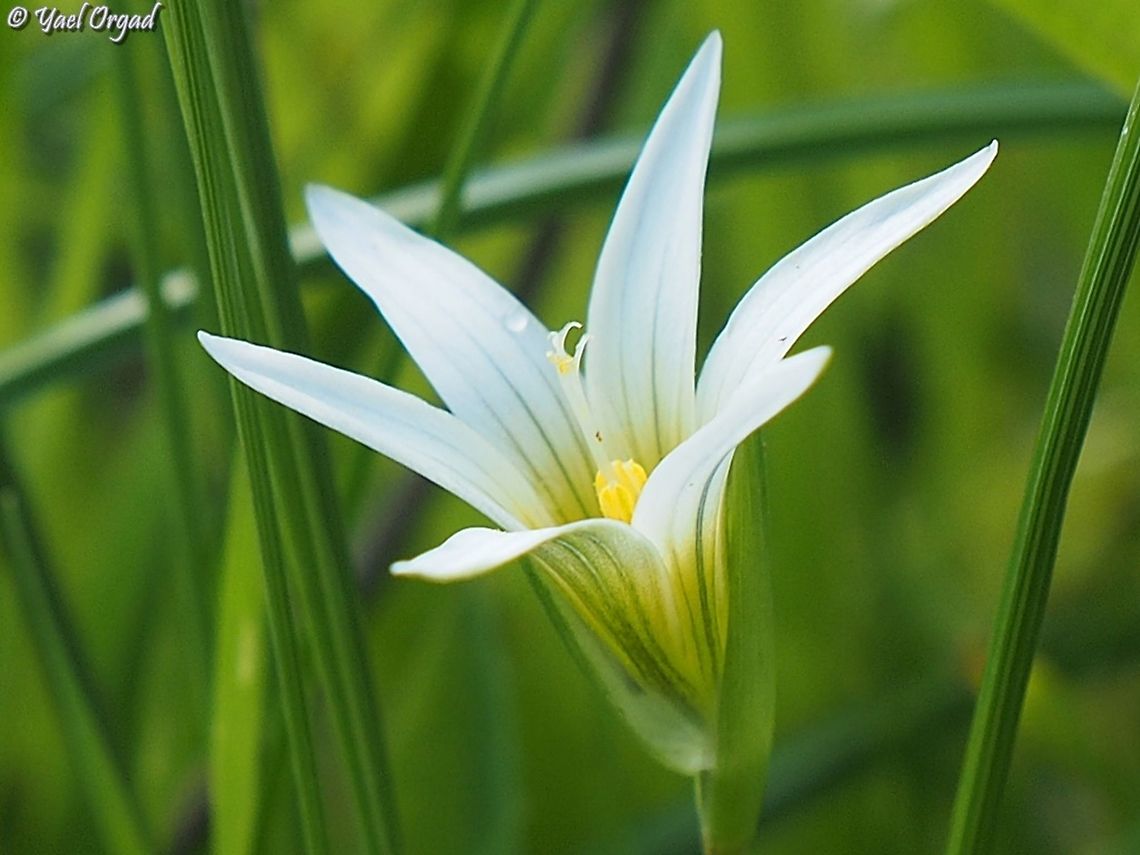 Romulea bulbocodium  Romulea bulbocodium