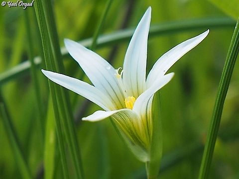 Romulea bulbocodium  Romulea bulbocodium