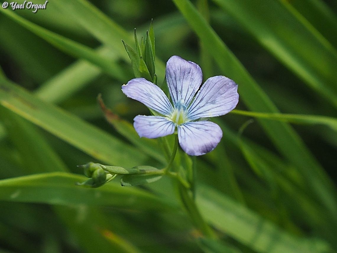 Linum bienne  Geotagged,Linum bienne,Pale Flax,Winter