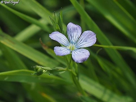 Linum bienne  Geotagged,Linum bienne,Pale Flax,Winter