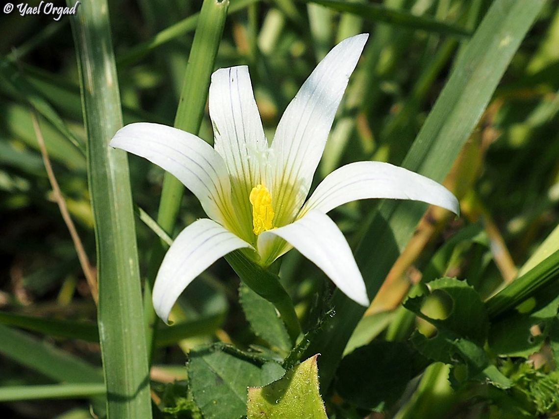 Romulea bulbocodium  Romulea bulbocodium