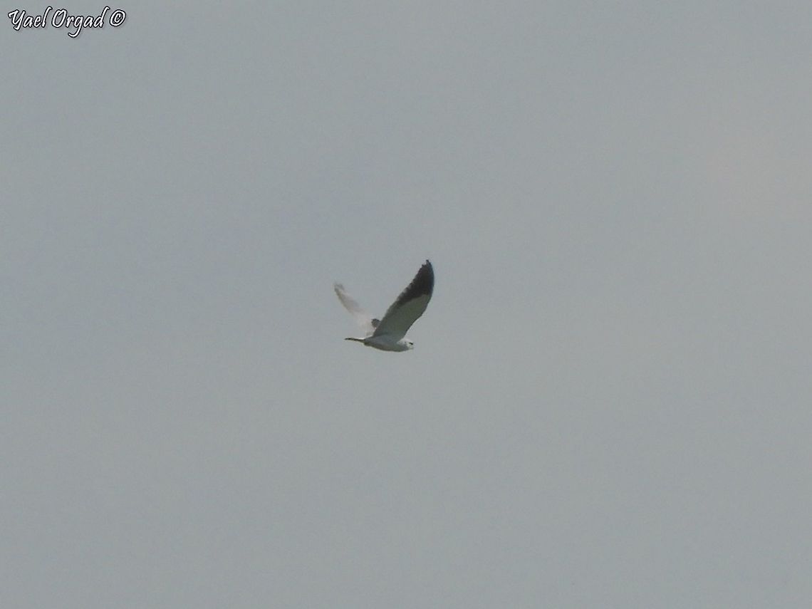 Black Winged Kite until about 10 years ago, these Kites were very rare passers through Israel. then people started spotting them more and more... today they are not common, but can be seen in more and more places. :-)  Black-winged Kite,Elanus caeruleus,Israel