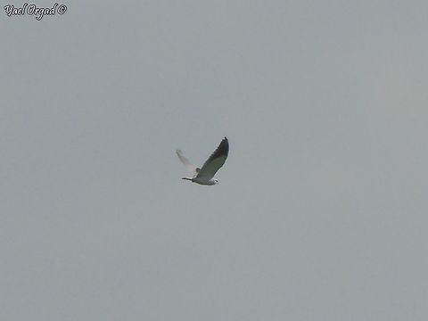 Black Winged Kite until about 10 years ago, these Kites were very rare passers through Israel. then people started spotting them more and more... today they are not common, but can be seen in more and more places. :-)  Black-winged Kite,Elanus caeruleus,Israel