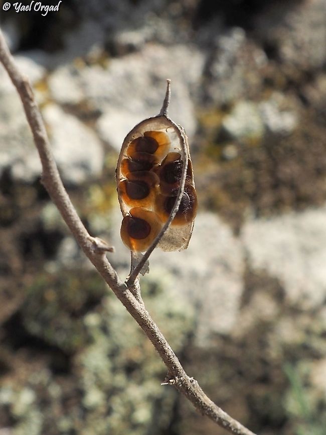 Fibigia clypeata  Fibigia clypeata,Geotagged,Winter