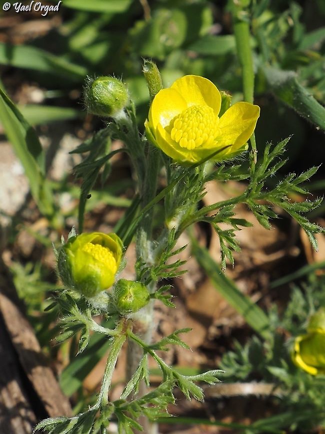 Ranunculus millefolius  Geotagged,Ranunculus millefolius,Winter
