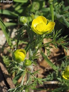 Ranunculus millefolius  Geotagged,Ranunculus millefolius,Winter